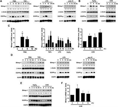 Blimp-1 Upregulation by Multiple Ligands via EGFR Transactivation Inhibits Cell Migration in Keratinocytes and Squamous Cell Carcinoma